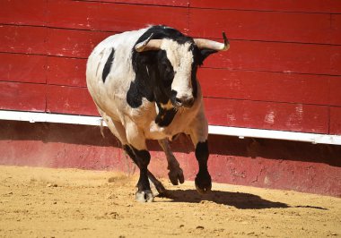 Arena içinde çalışan İspanya boğa