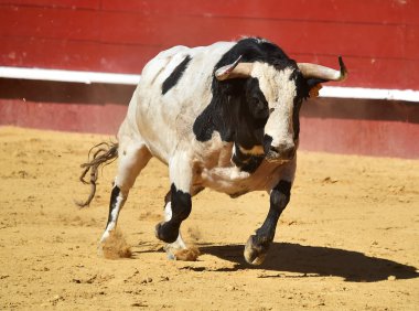 Arena içinde çalışan İspanya boğa