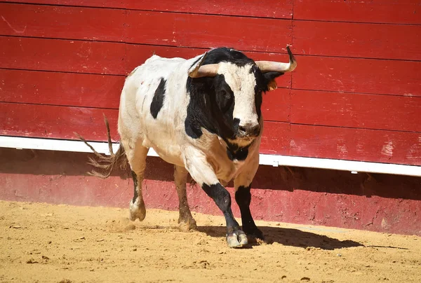 Arena Içinde Çalışan Spanya Boğa — Stok fotoğraf