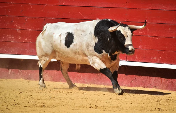 Taureau Espagne Courir Dans Les Arènes — Photo