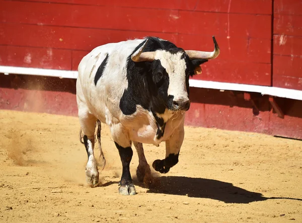 Bull Spain Running Bullring — Stock Photo, Image