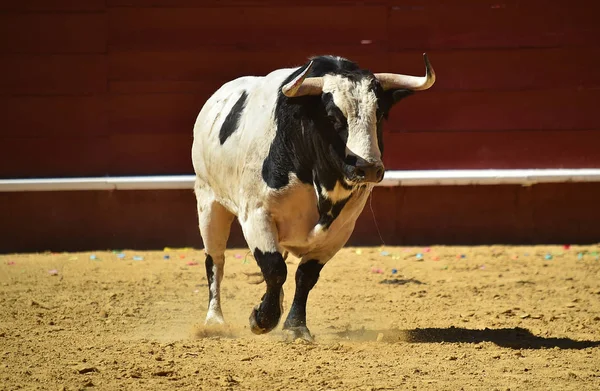 Arena Içinde Çalışan Spanya Boğa — Stok fotoğraf