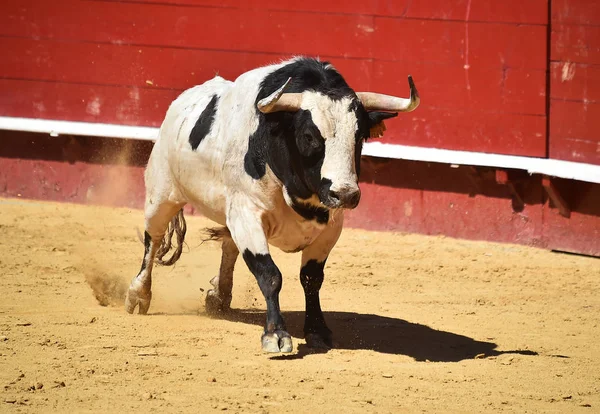 Arena Içinde Çalışan Spanya Boğa — Stok fotoğraf