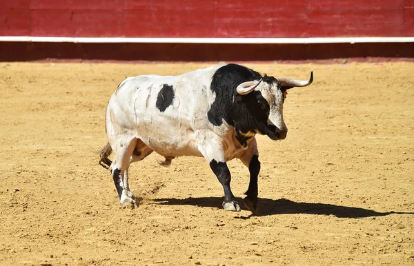 Arena Içinde Çalışan Spanya Boğa — Stok fotoğraf