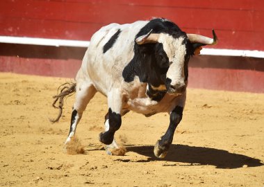 İspanya'da boğa büyük boynuzları ile boğa güreşi çalışan