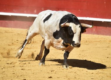 İspanya'da boğa büyük boynuzları ile boğa güreşi çalışan