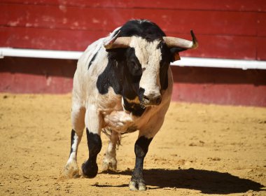 İspanya'da boğa büyük boynuzları ile boğa güreşi çalışan