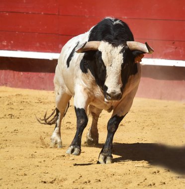 İspanya'da boğa büyük boynuzları ile boğa güreşi çalışan