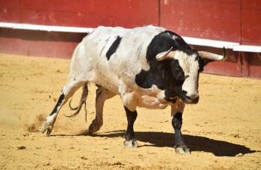İspanya'da boğa büyük boynuzları ile boğa güreşi çalışan