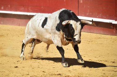 İspanya'da boğa büyük boynuzları ile boğa güreşi çalışan