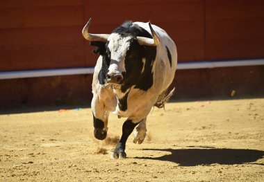 İspanya'da boğa büyük boynuzları ile boğa güreşi çalışan