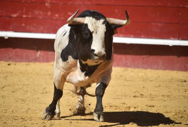 İspanya'da boğa büyük boynuzları ile boğa güreşi çalışan