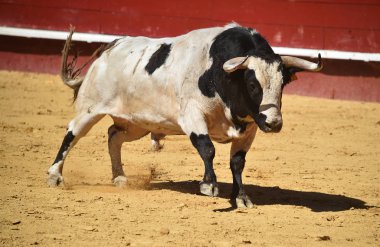 İspanya'da boğa büyük boynuzları ile boğa güreşi çalışan