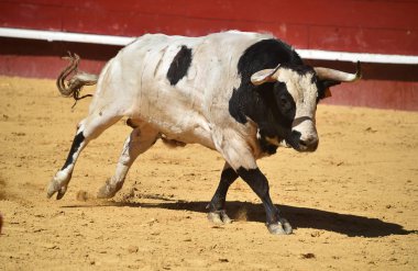 İspanya'da boğa büyük boynuzları ile boğa güreşi çalışan