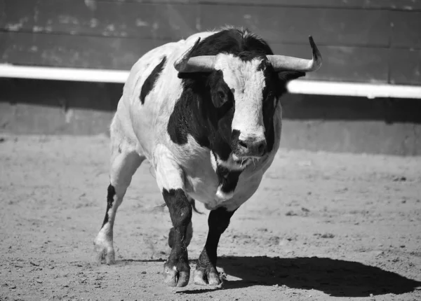 Bull Spanien Kör Tjurfäktningsarenan Med Stora Horn — Stockfoto
