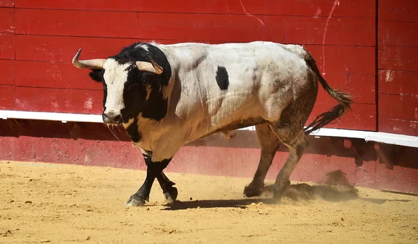 Touro Espanha Correndo Praça Touros Com Grandes Chifres — Fotografia de Stock