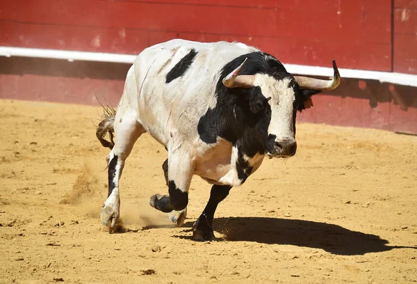 Touro Espanha Correndo Praça Touros Com Grandes Chifres — Fotografia de Stock