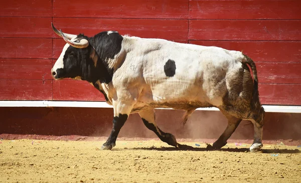 Toro Spagna Che Corre Nell Arena Con Grandi Corna — Foto Stock