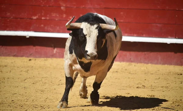 Toro Spagna Che Corre Nell Arena Con Grandi Corna — Foto Stock