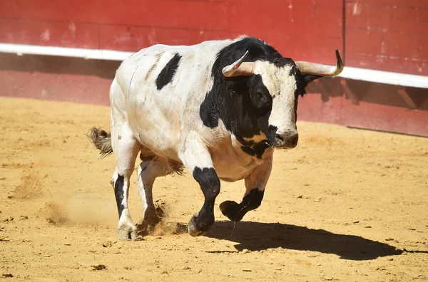 Bull Hiszpanii Działa Arena Walk Byków Dużymi Rogami — Zdjęcie stockowe