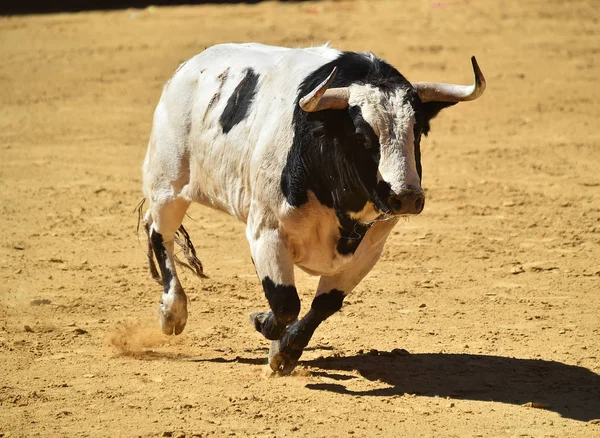 大きな角で闘牛で走っているスペインの雄牛 — ストック写真