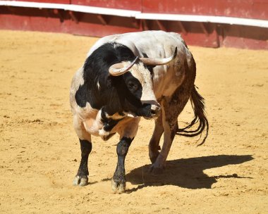 İspanya'da boğa güreşi arenasında koşuyor