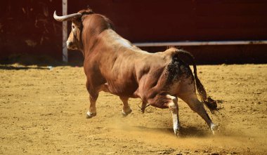 İspanya'da boğa güreşi arenasında koşuyor