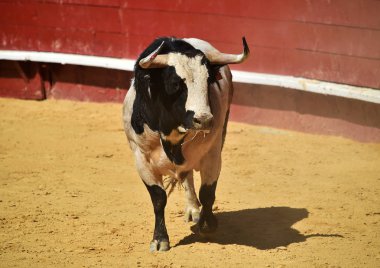 İspanya'da boğa güreşi arenasında koşuyor