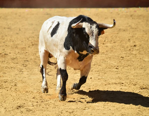 Bull Spanien Som Kör Tjurfäktningsarenan — Stockfoto