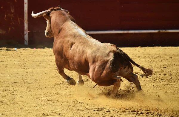 Bull Spanien Som Kör Tjurfäktningsarenan — Stockfoto