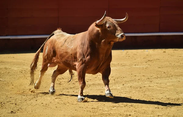 Toro Spagna Esecuzione Nell Arena Bullring — Foto Stock