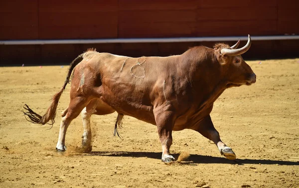 Stier Spanje Die Arena Van Bull Ring Loopt — Stockfoto