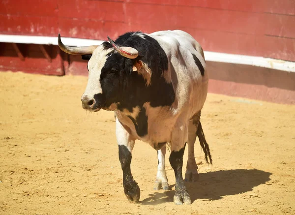 Stier Spanje Die Arena Van Bull Ring Loopt — Stockfoto