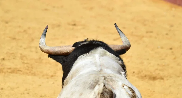 Bull in spain running in the bullring arena