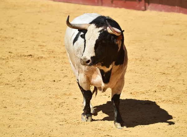 闘牛場で走るスペインの雄牛 — ストック写真