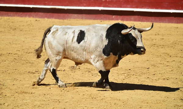 Touro Espanha Correndo Arena Touros — Fotografia de Stock