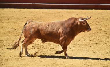 Arena içinde çalışan İspanya boğa