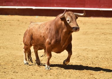Arena içinde çalışan İspanya boğa