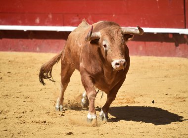 Arena içinde çalışan İspanya boğa
