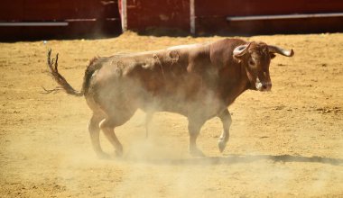 Arena içinde çalışan İspanya boğa