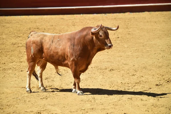 Touro Espanha Correndo Touros — Fotografia de Stock