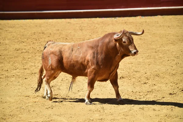 Touro Espanha Correndo Touros — Fotografia de Stock