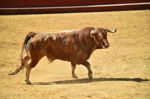 Arena Içinde Çalışan Spanya Boğa — Stok fotoğraf