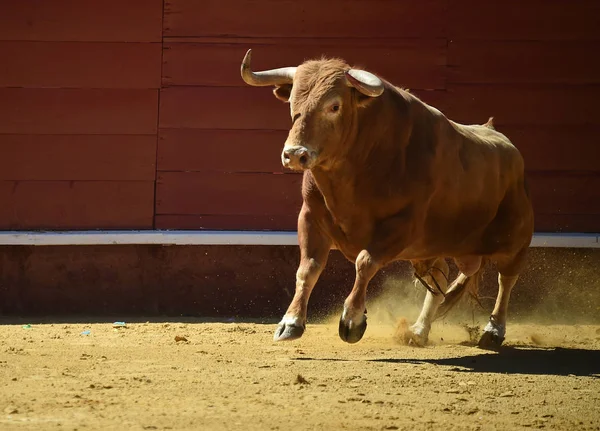 Okse Spain Springer Bullring – stockfoto