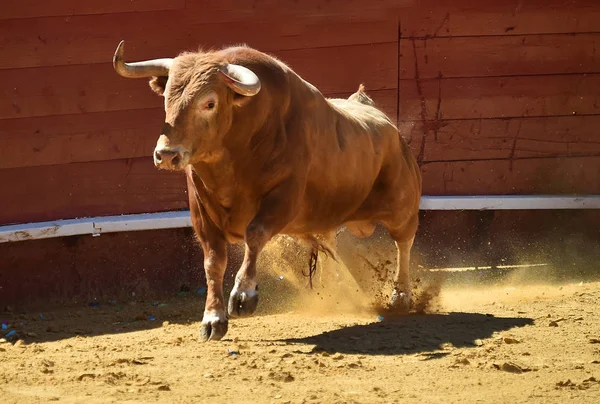 Arena Içinde Çalışan Spanya Boğa — Stok fotoğraf