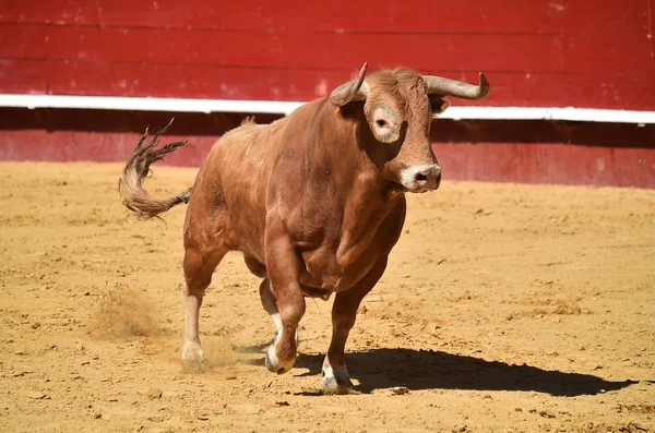 Stier Spanje Uitgevoerd Arena — Stockfoto