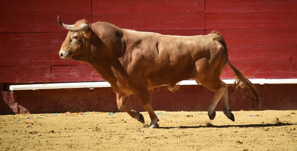 Arena Içinde Çalışan Spanya Boğa — Stok fotoğraf