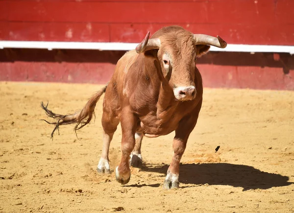 Banteng Dalam Spain Berjalan Dalam Arena Adu Banteng — Stok Foto