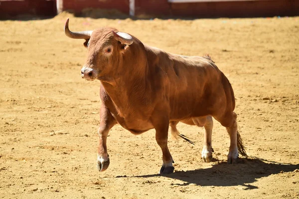 Arena Içinde Çalışan Spanya Boğa — Stok fotoğraf