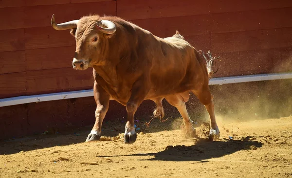 Bull Spain Running Bullring — Stock Photo, Image